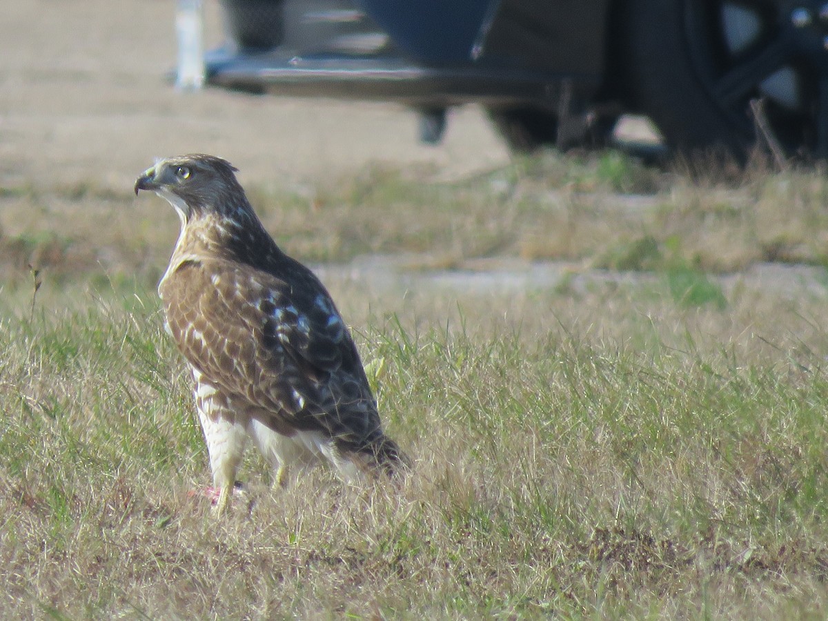 Red-tailed Hawk - ML280269211
