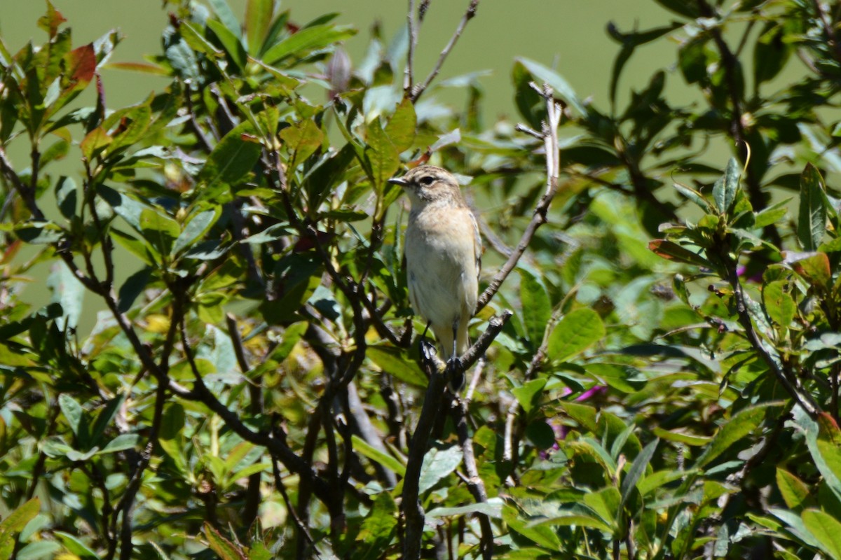 Whinchat - ML280269481