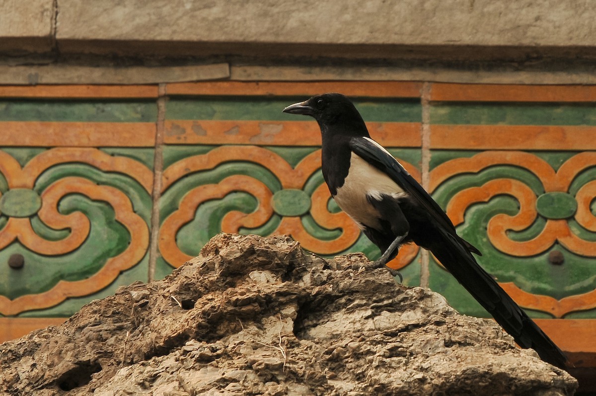 Oriental Magpie - ML280269871