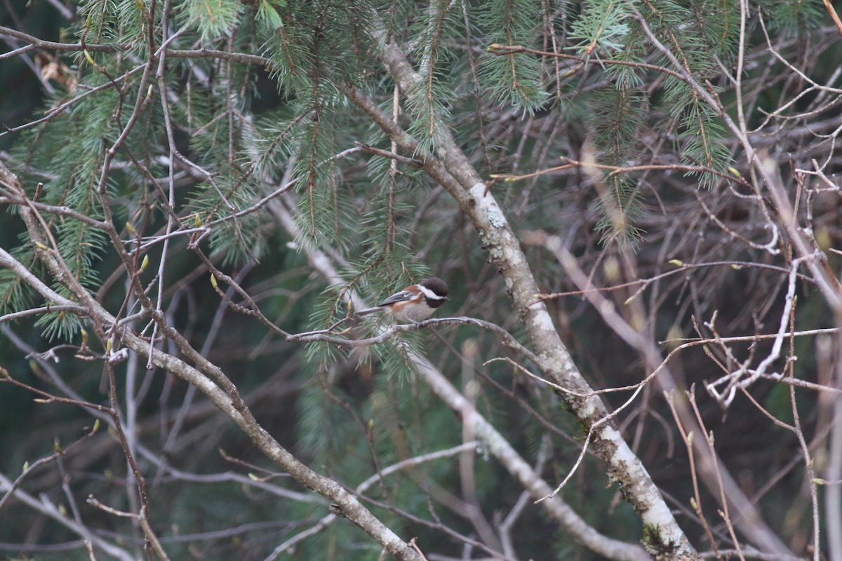 Mésange à dos marron - ML280270561