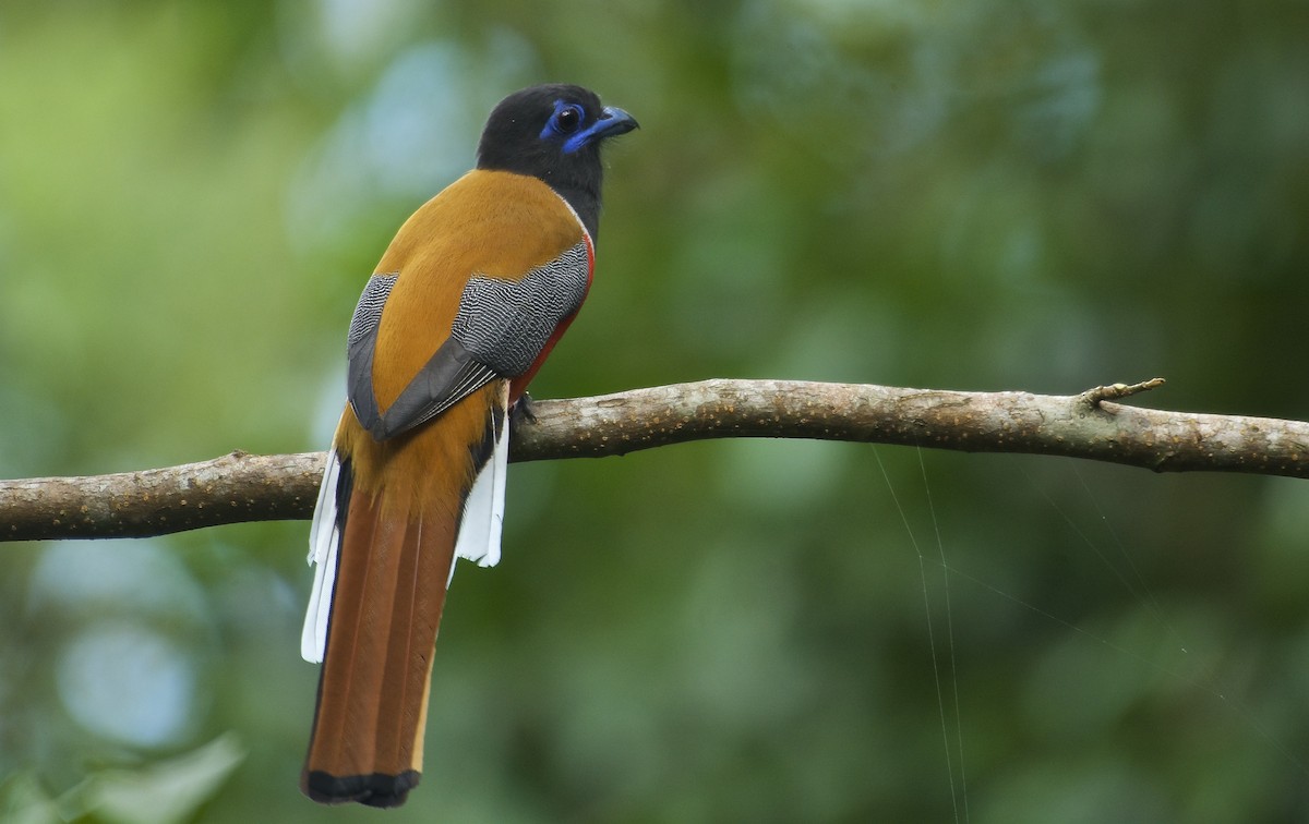 Malabar Trogon - ML280272301