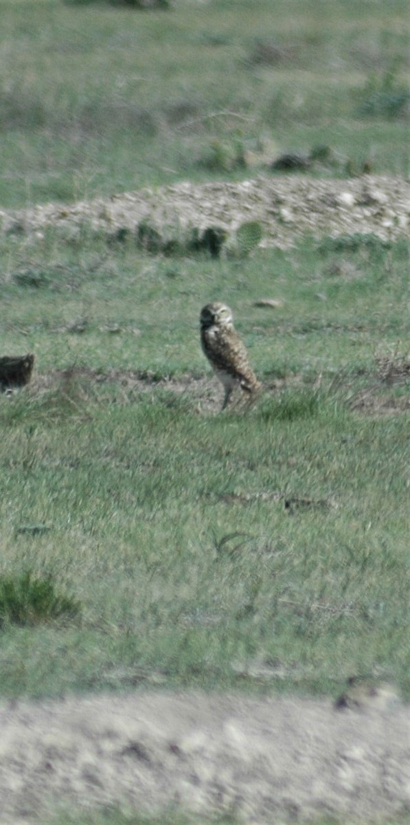 Burrowing Owl - Sue Riffe