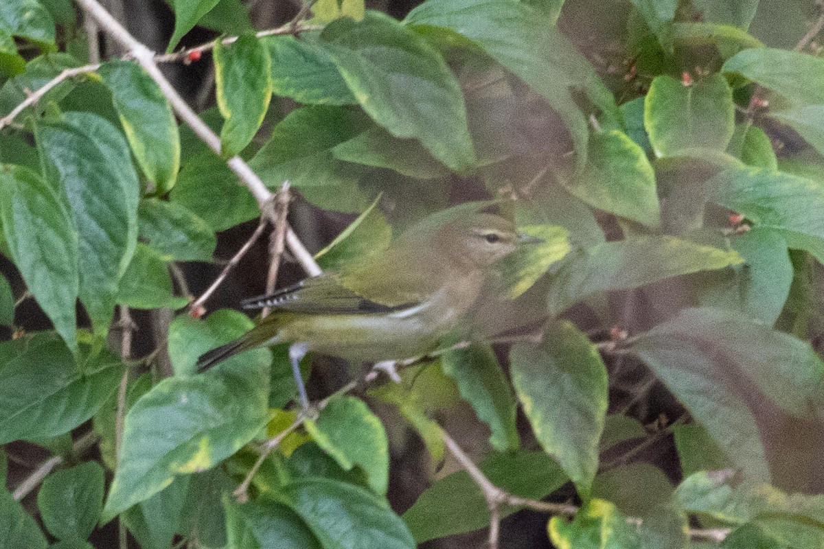 Tennessee Warbler - ML280273021