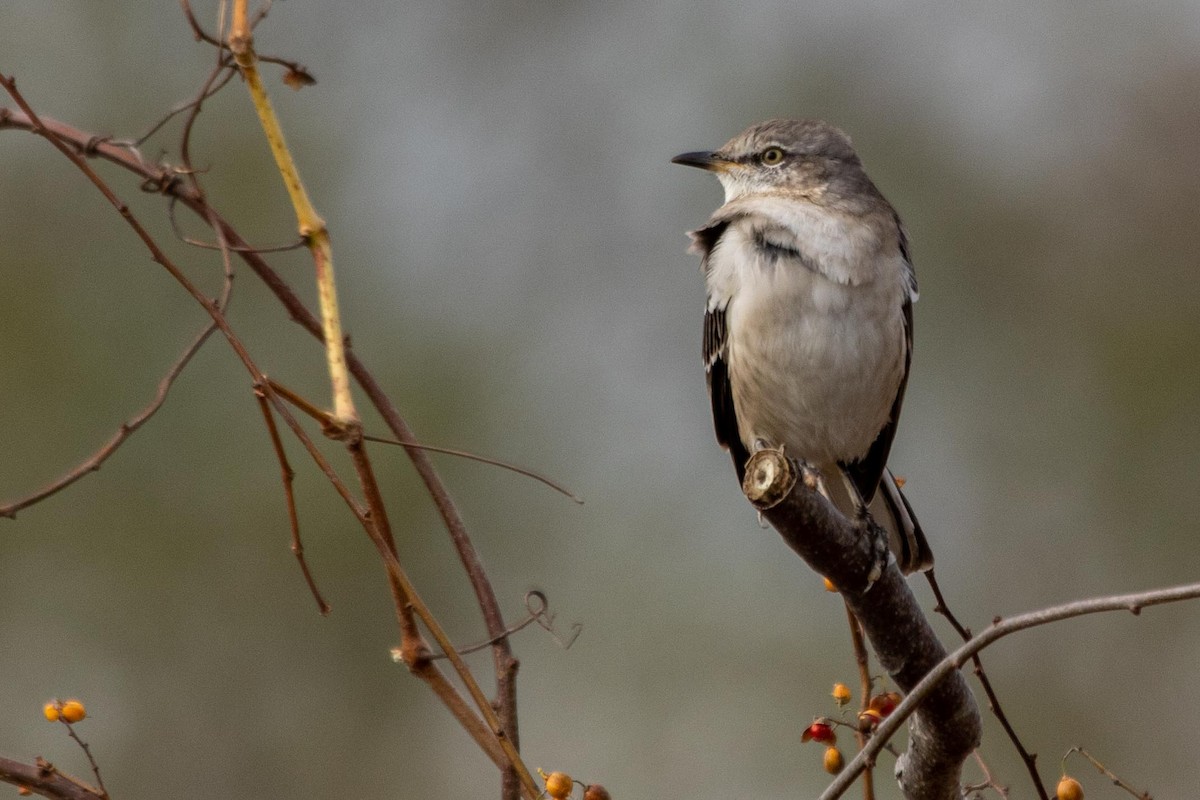 Northern Mockingbird - Joshua Malbin