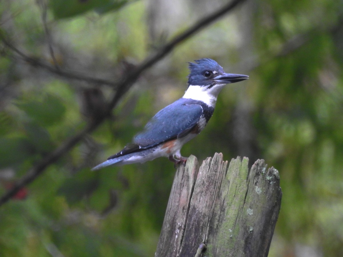 Belted Kingfisher - ML280273241