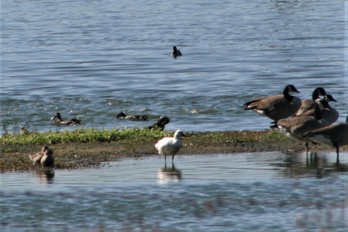 Ross's Goose - ML280273321