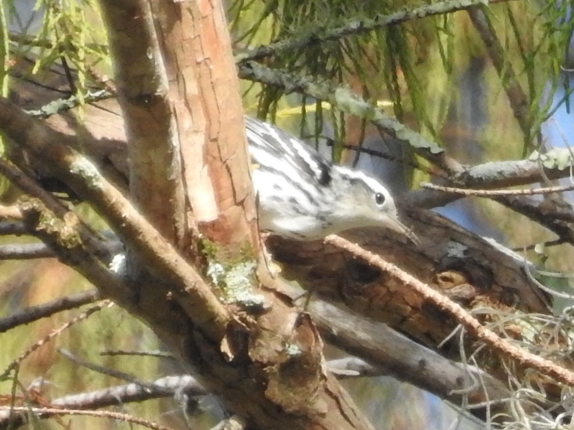 Black-and-white Warbler - Jeffrey Gammon