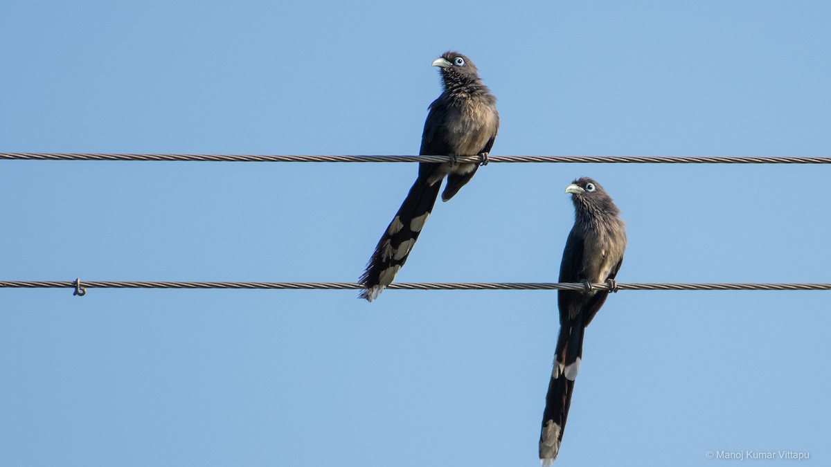 Blue-faced Malkoha - ML280274511