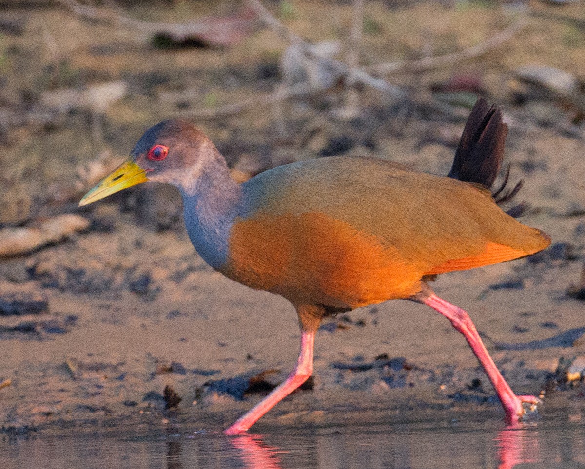 Gray-cowled Wood-Rail - ML280274791