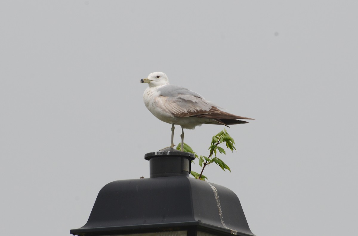 Ring-billed Gull - ML28027581