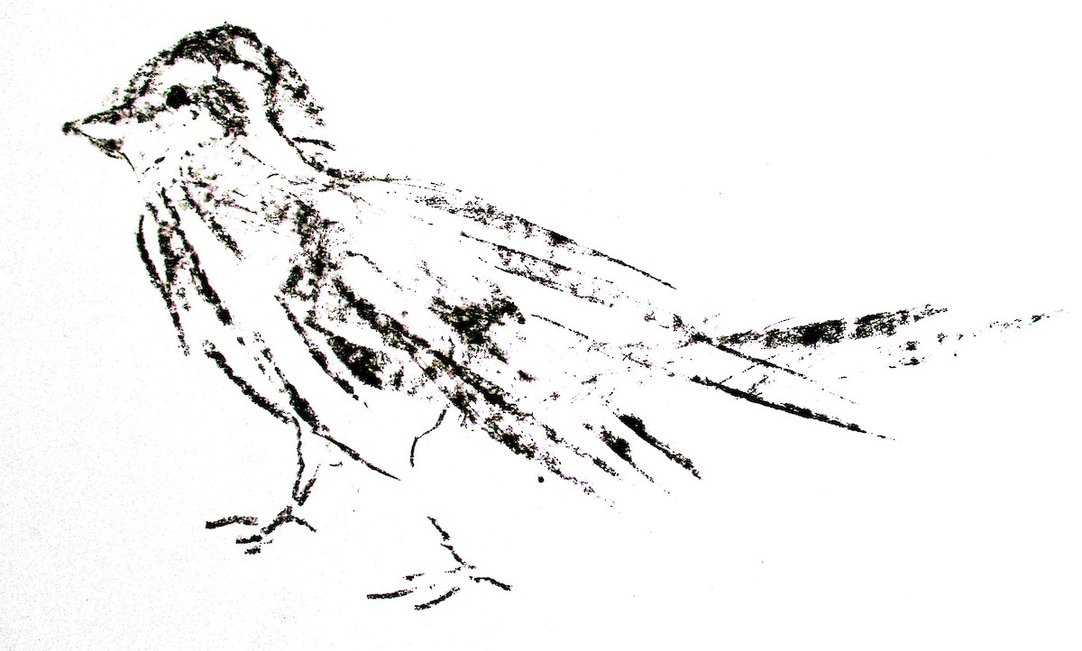Song Sparrow - ML280276301