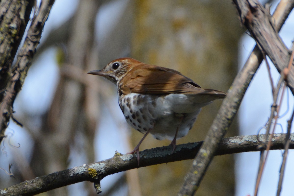 Wood Thrush - ML280276951