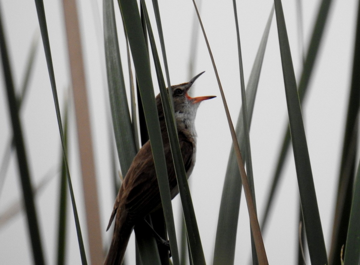 Clamorous Reed Warbler - ML28027871