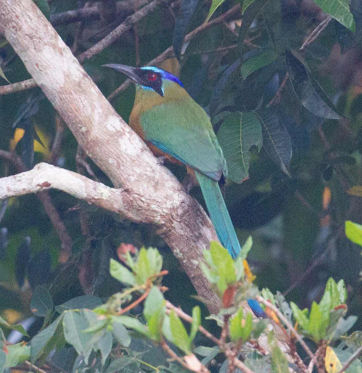 Amazonian Motmot - ML280278911