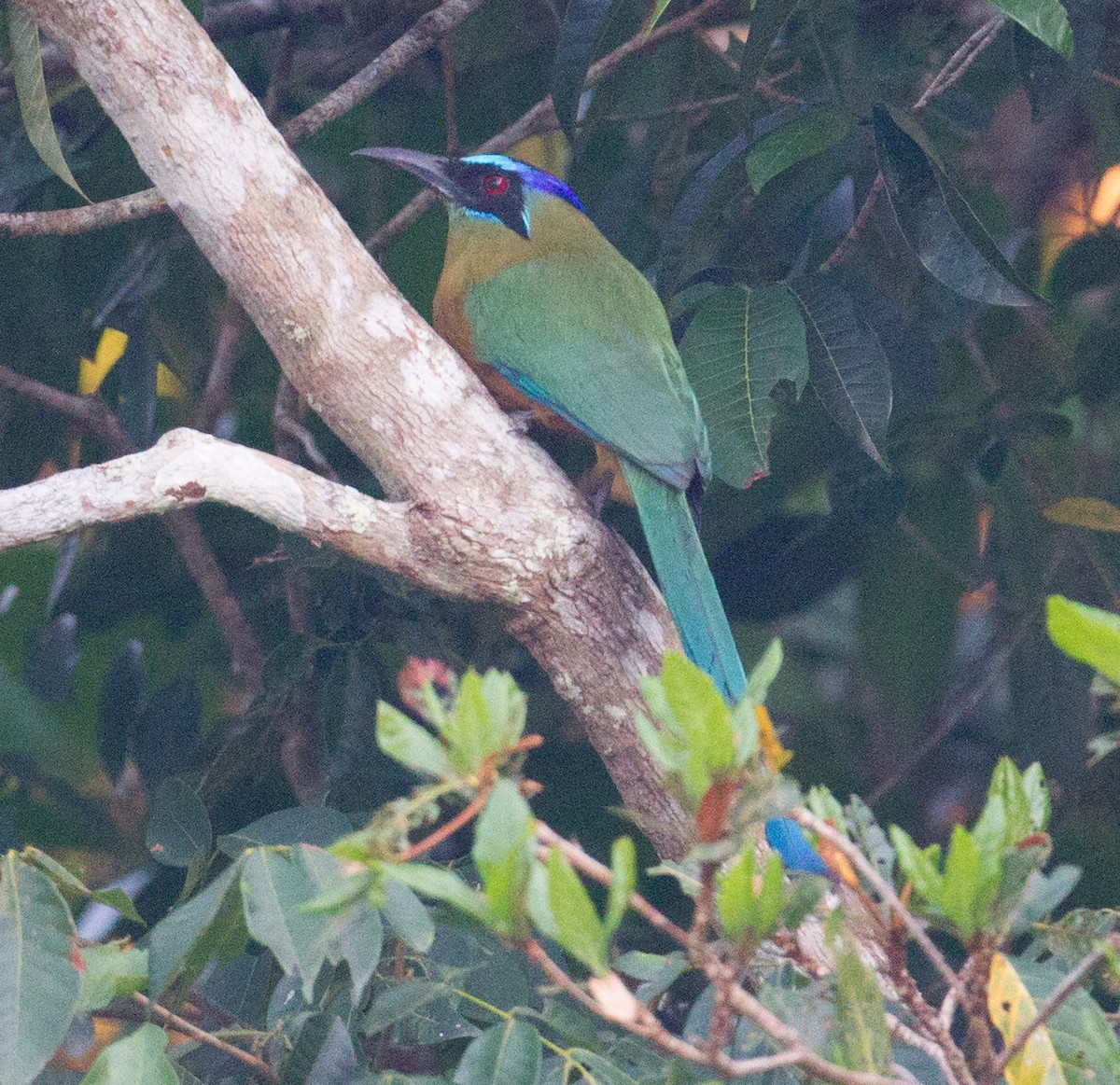 Amazonian Motmot - ML280279531