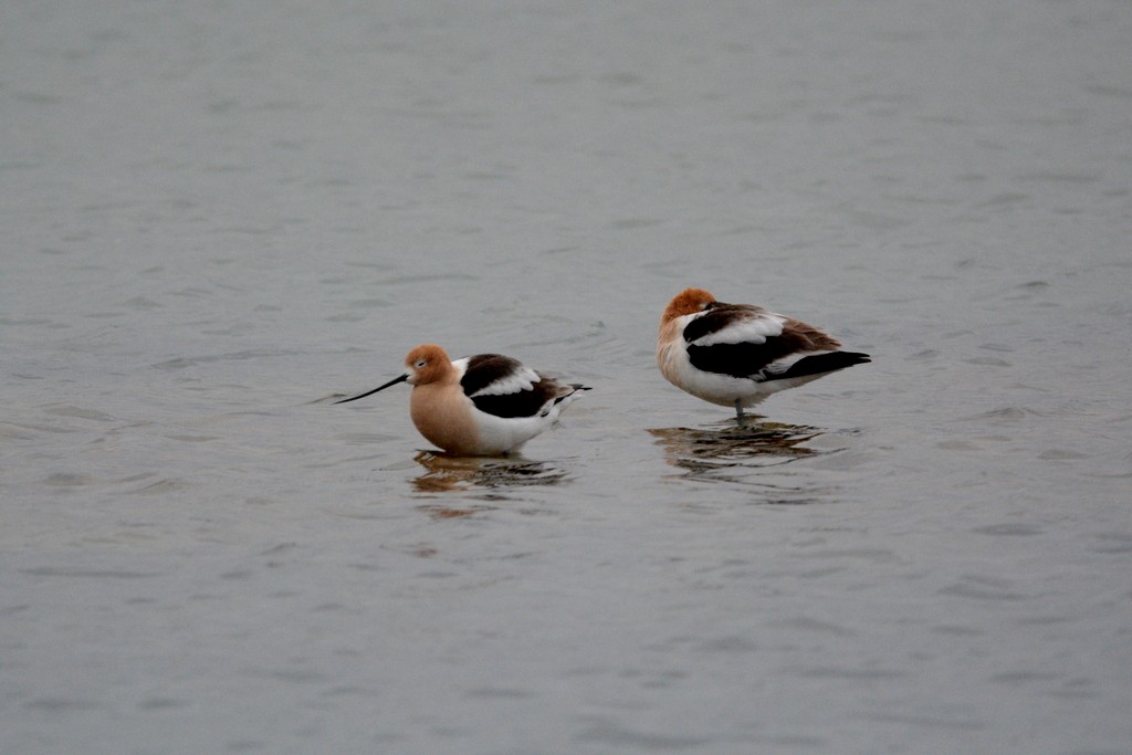 American Avocet - Doug Daniels