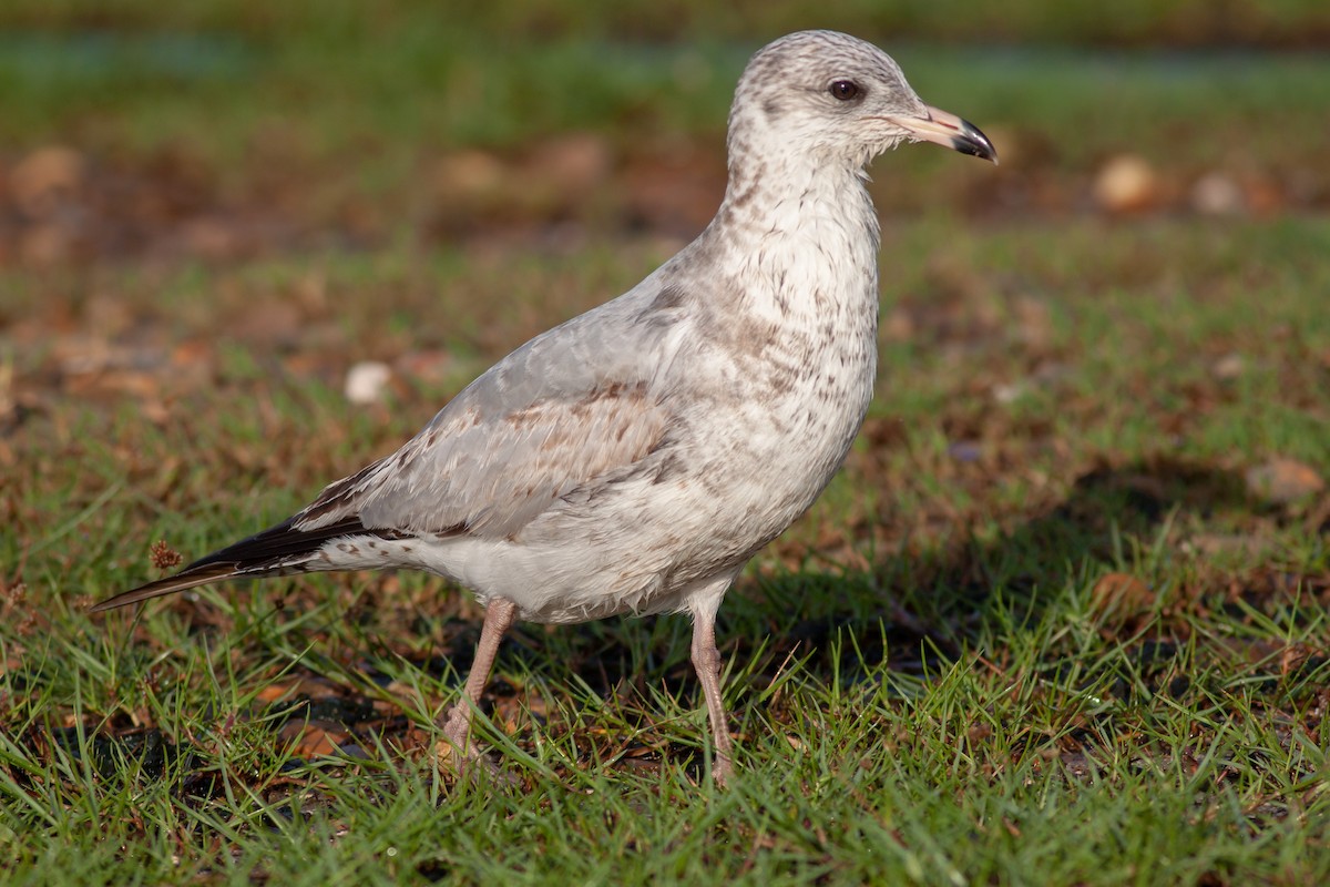 Ring-billed Gull - ML280280841