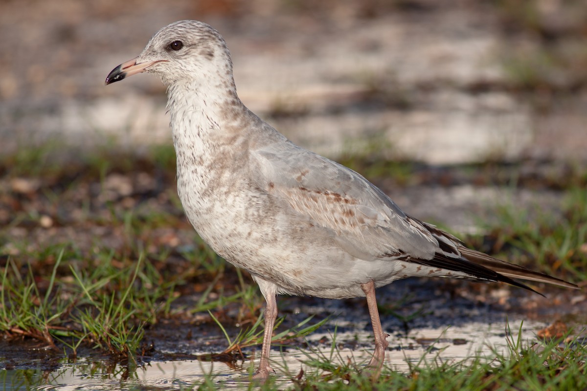 Ring-billed Gull - Francis Canto Jr