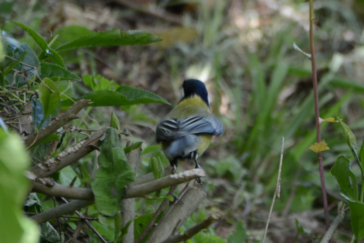 Их хөх бух - ML280283121