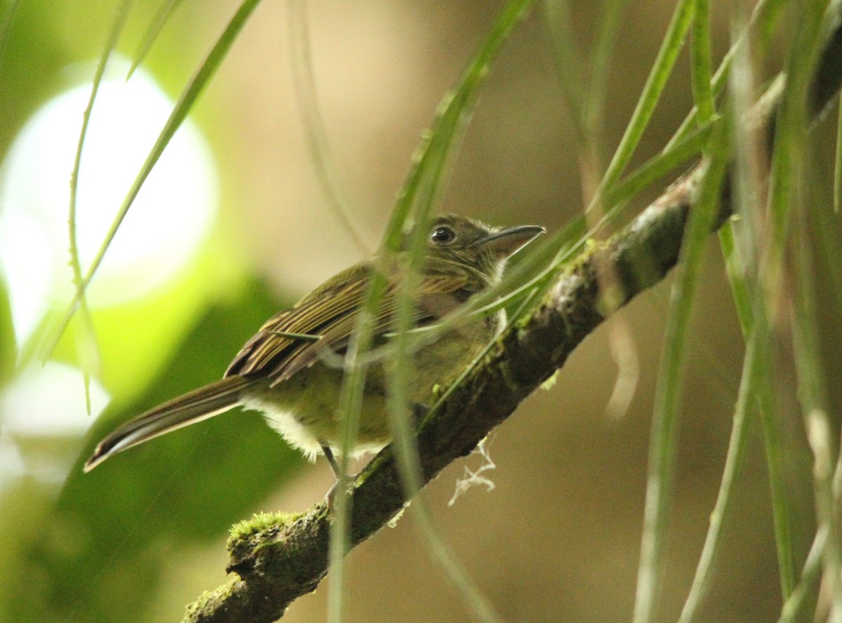 Eastern Olivaceous Flatbill - ML280284501