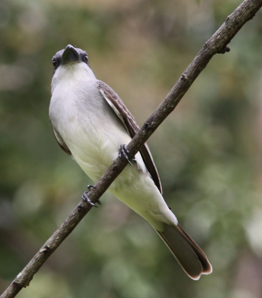 Gray Kingbird - ML280285191