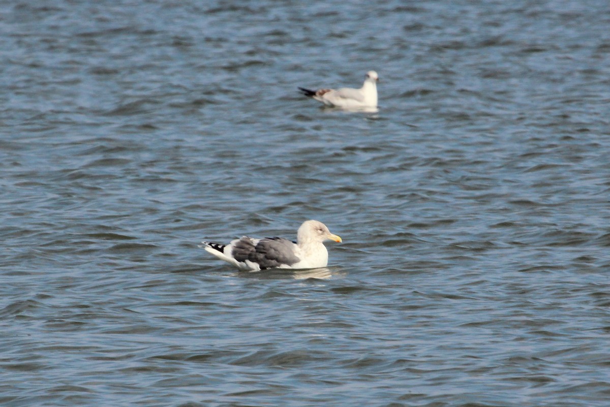 Slaty-backed Gull - ML28028551
