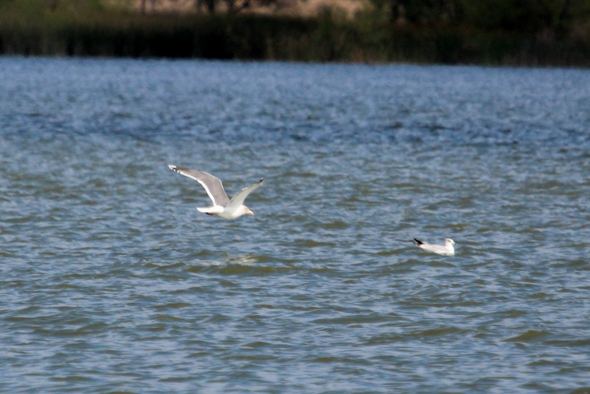 Slaty-backed Gull - ML28028581