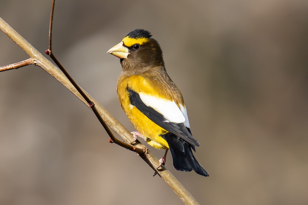Evening Grosbeak - Chris S. Wood