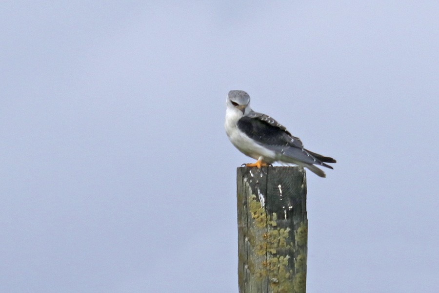 Black-winged Kite - ML280287331