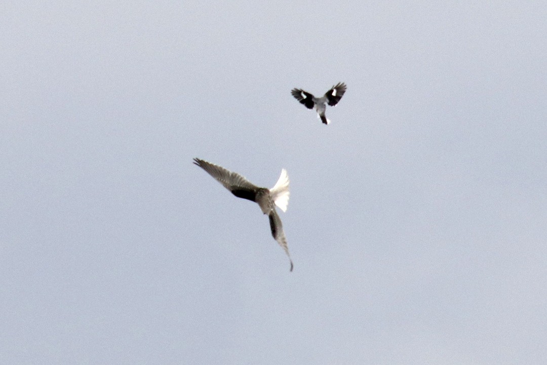 Black-winged Kite - Francisco Barroqueiro