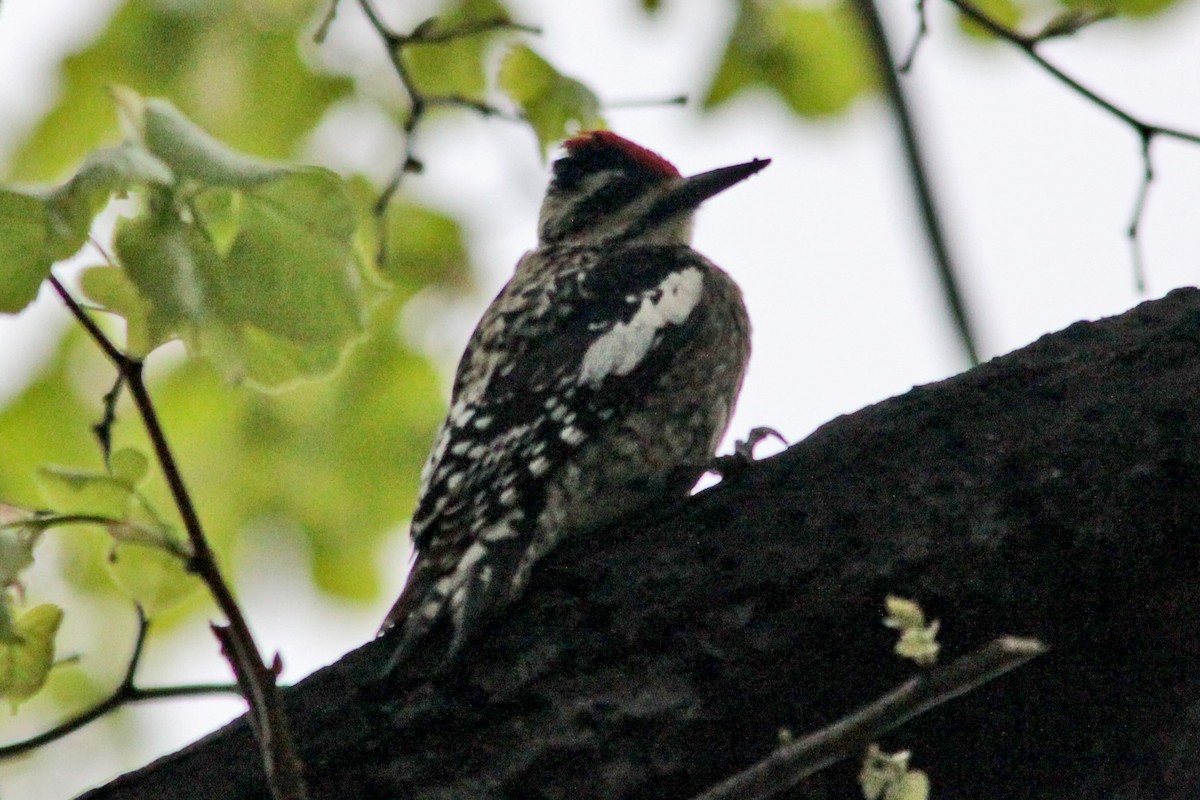 Yellow-bellied Sapsucker - ML28028771