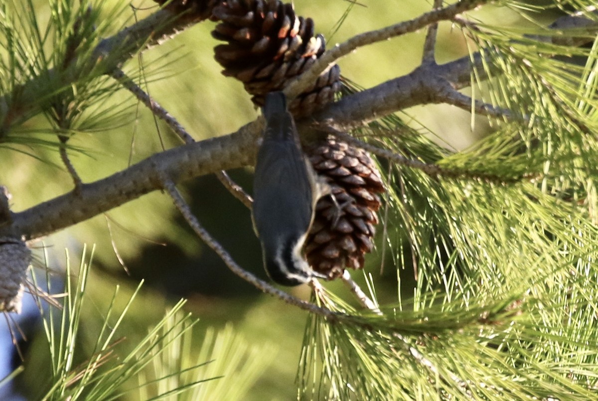 Red-breasted Nuthatch - ML280288261