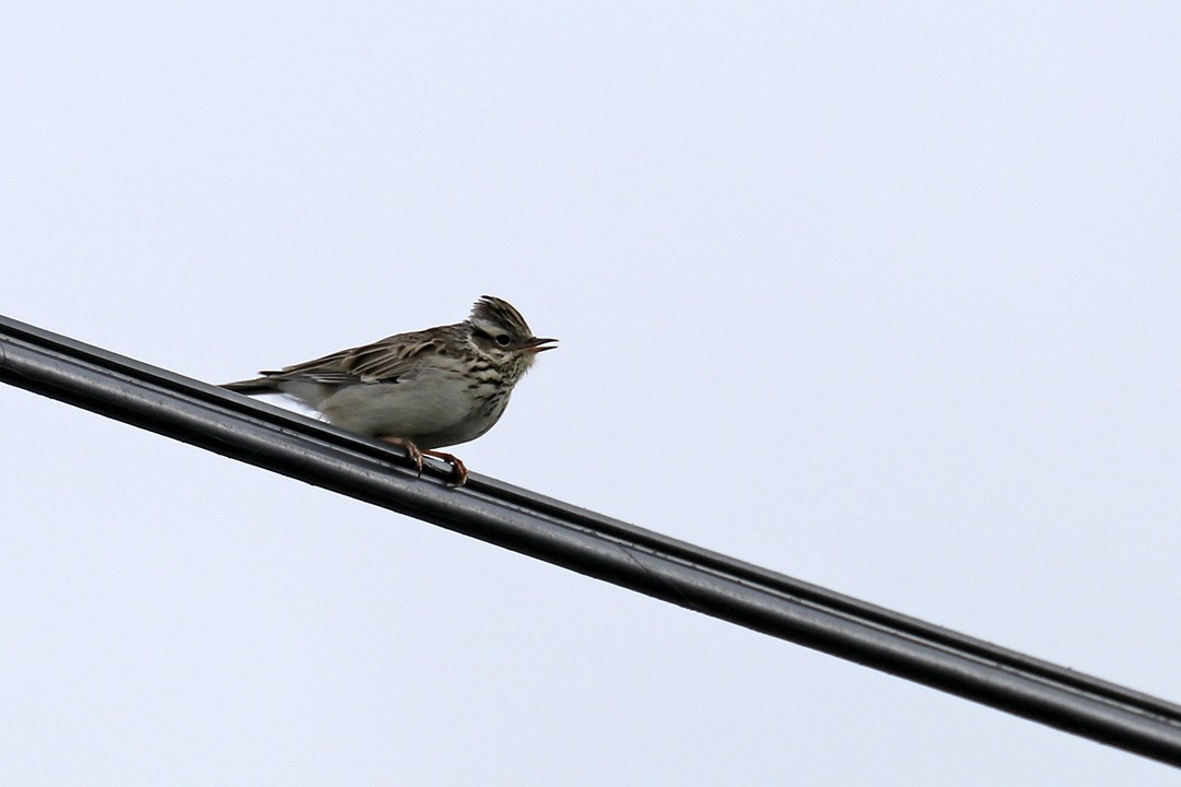 Wood Lark - Francisco Barroqueiro