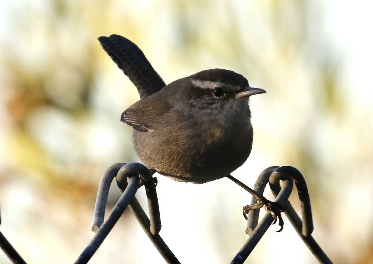 Bewick's Wren - ML280289511