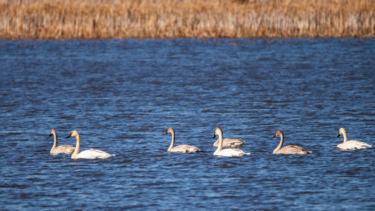 Trumpeter Swan - ML280289571