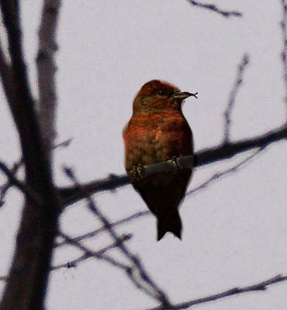 Red Crossbill - ML280291111
