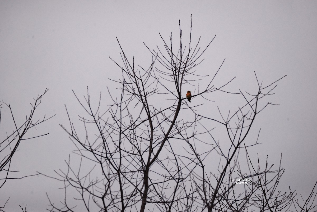 Red Crossbill - Nancy  Brooks