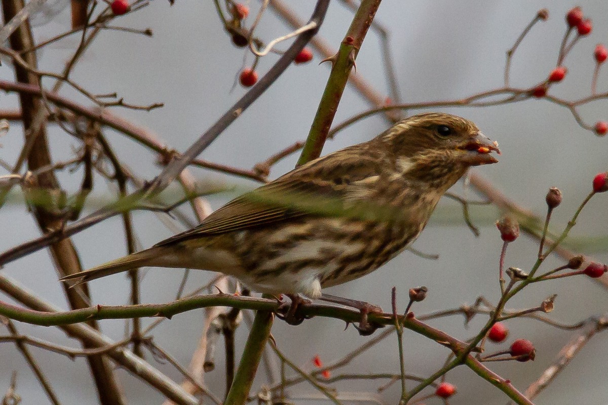 Purple Finch - ML280292611