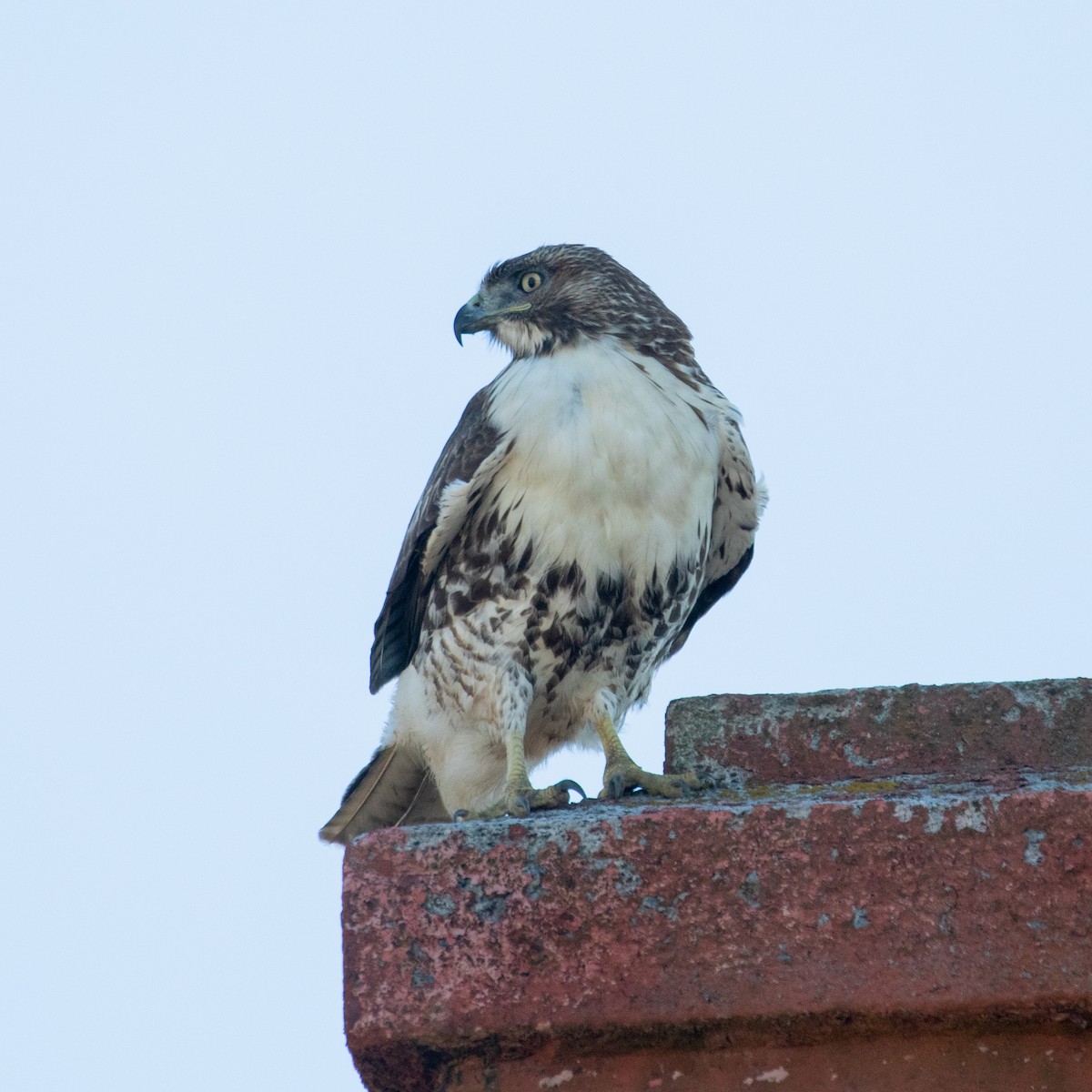 Red-tailed Hawk - ML280293411