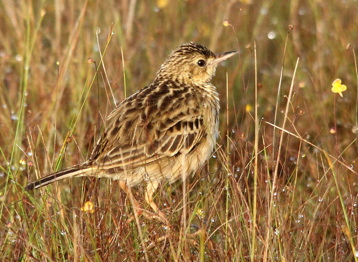 Yellowish Pipit - ML280293741