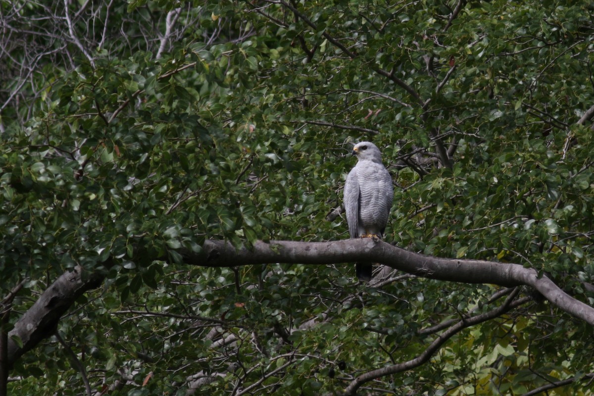 Gray-lined Hawk - Brendan Ryan