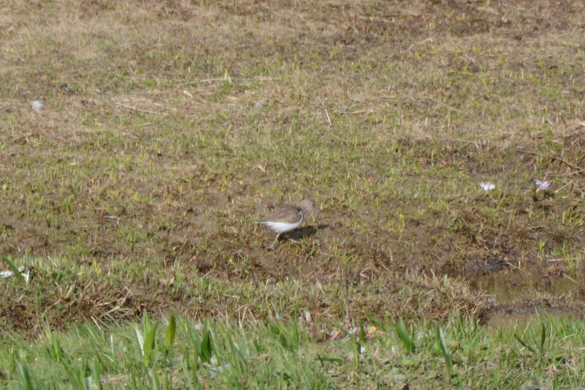 Common Sandpiper - Ergün Cengiz