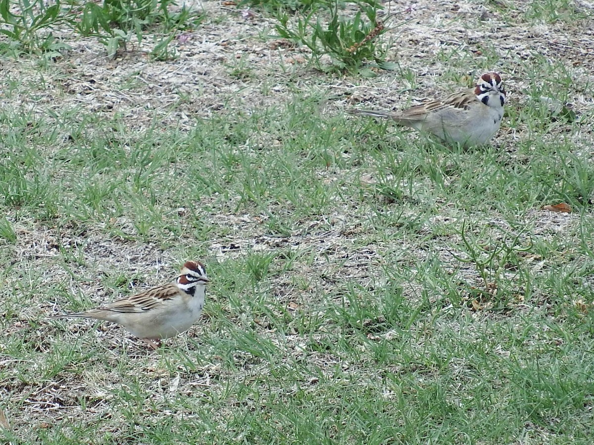 Lark Sparrow - ML28029641