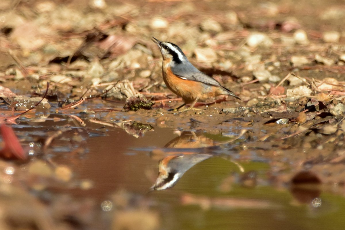 Red-breasted Nuthatch - ML280296491
