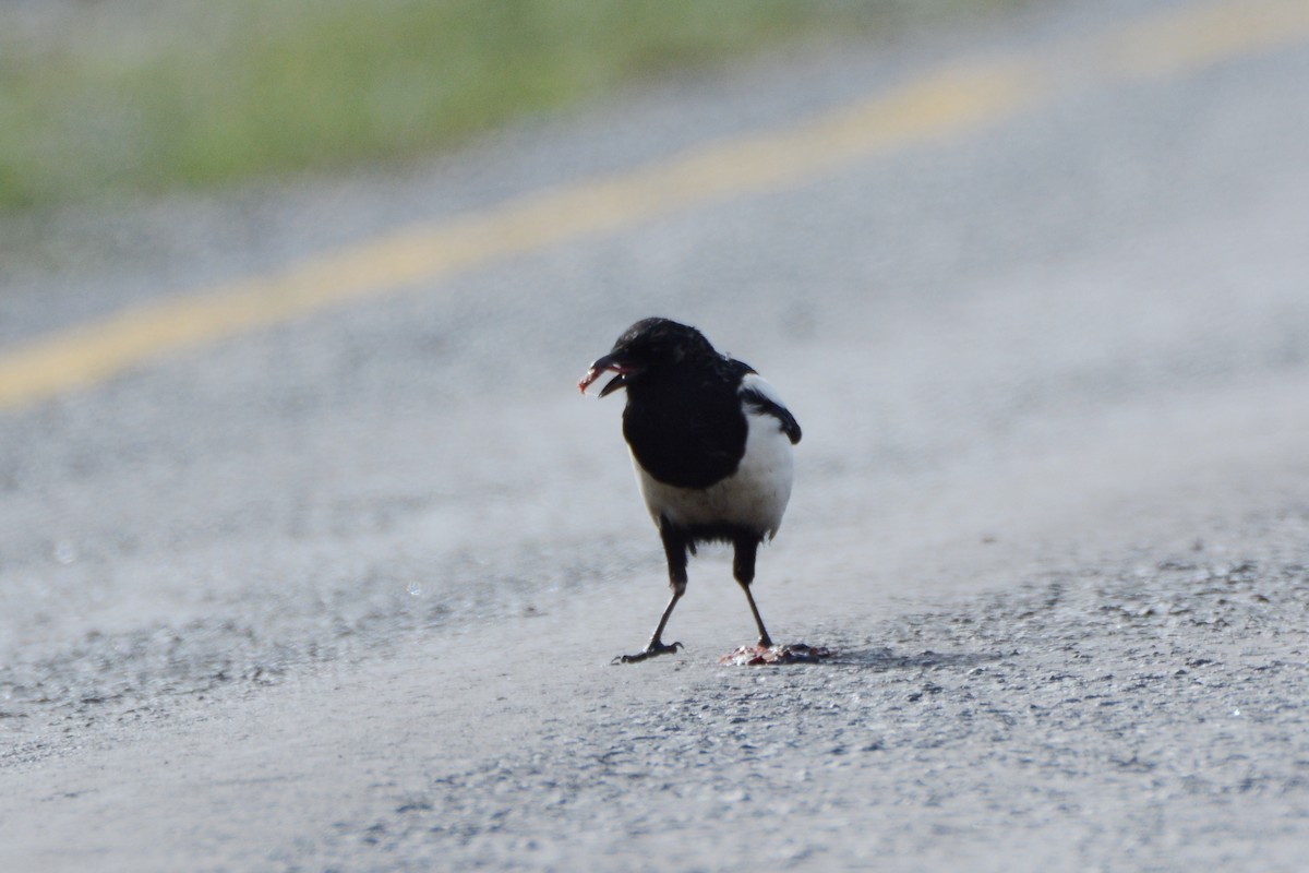 Eurasian Magpie - Ergün Cengiz