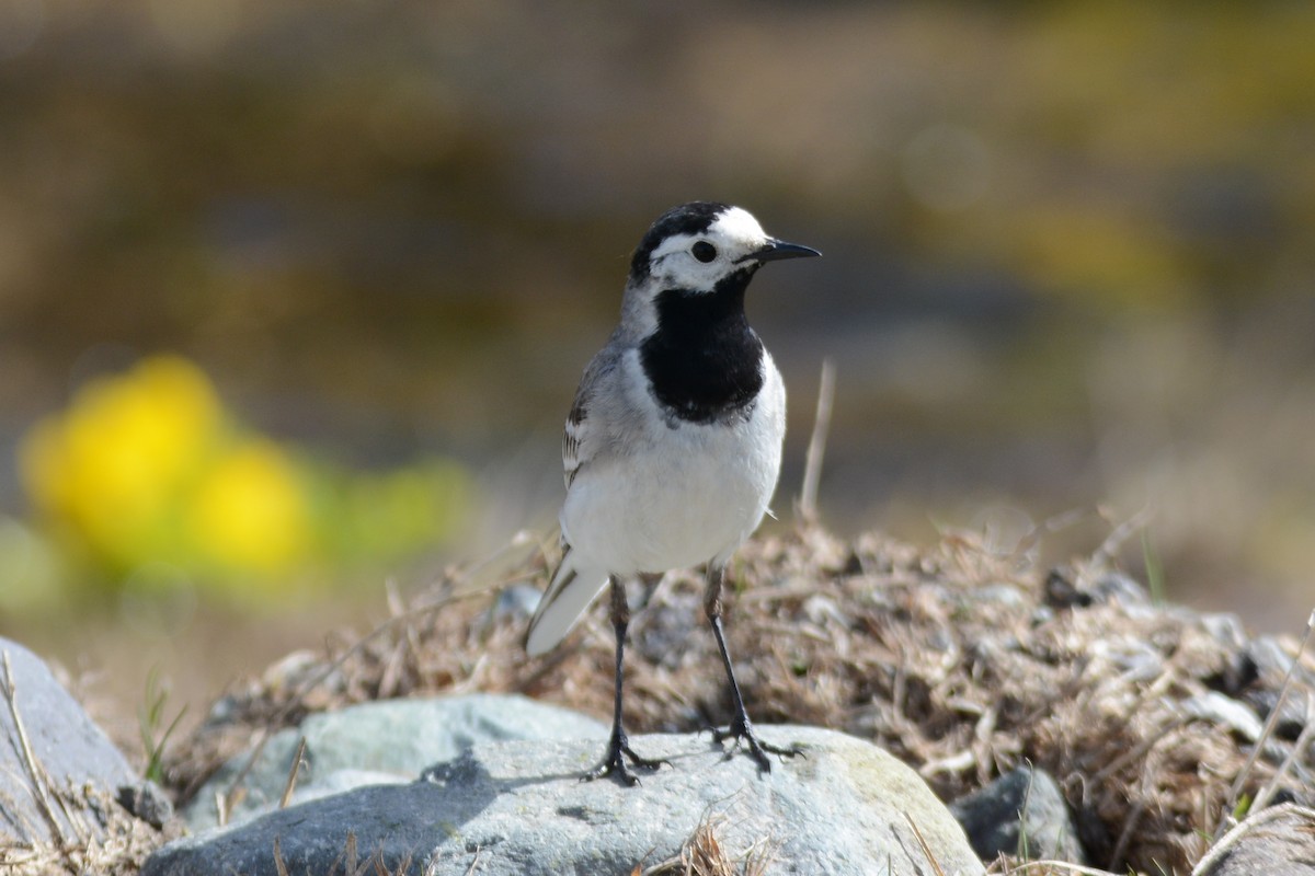 White Wagtail - Ergün Cengiz