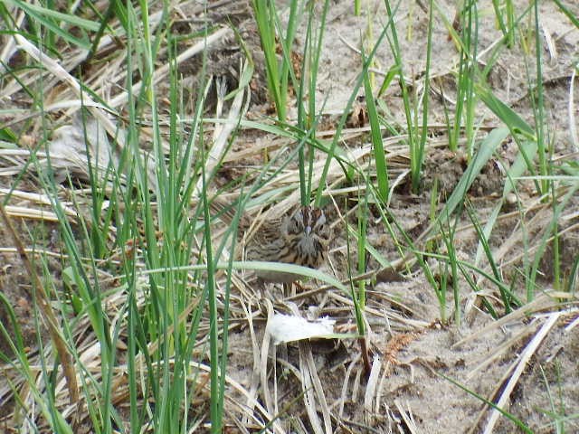 Lincoln's Sparrow - ML28029691