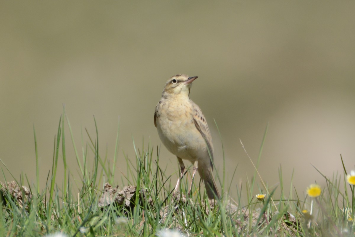 Tawny Pipit - Ergün Cengiz