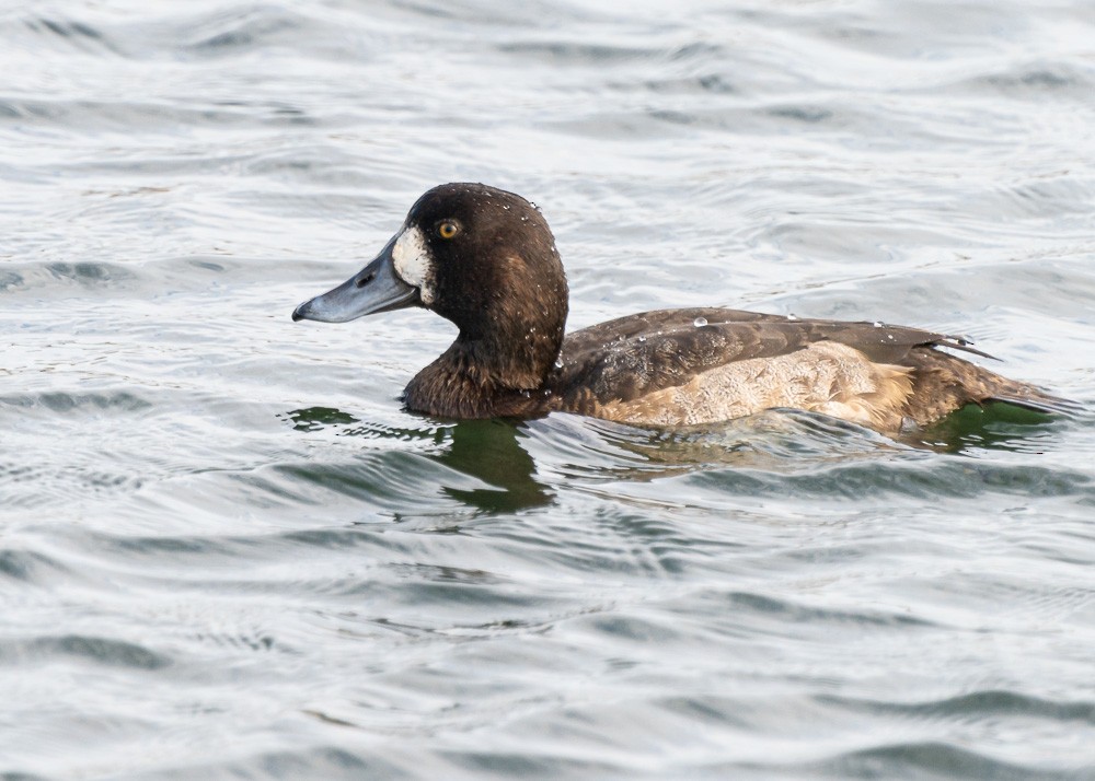 Greater Scaup - ML280297311