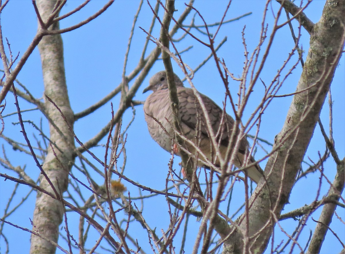 Inca Dove - ML280297771